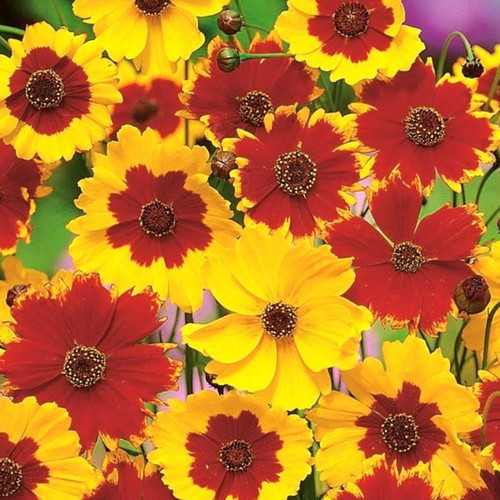 COREOPSIS TINCTORIA MIX seed image