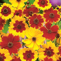 COREOPSIS TINCTORIA MIX seed image