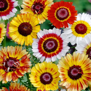 CHRYSANTHEMUM CARINATUM RAINBOW DAZZLER MIX seed image