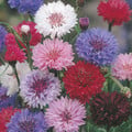 CENTAUREA CYANUS MIX seed image