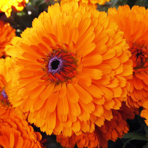 CALENDULA OFFICINALIS PACIFIC BEAUTY ORANGE seed image