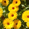 CALENDULA OFFICINALIS FIESTA GITANA seed image