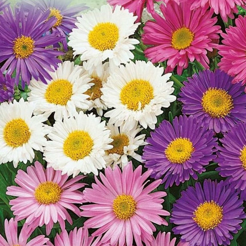 ASTER ALPINUS MIXED COLOURS seed image