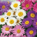 ASTER ALPINUS MIXED COLOURS seed image