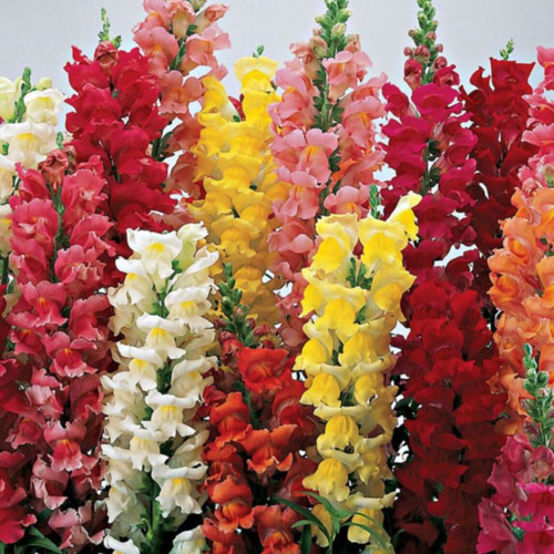 ANTIRRHINUM MAJUS MAXIMUM MIX seed image