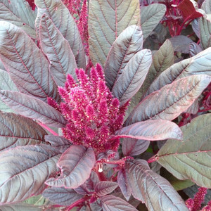 AMARANTHUS CAUDATUS RED DEVIL seed image