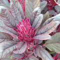 AMARANTHUS CAUDATUS RED DEVIL seed image