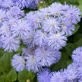 AGERATUM MEXICANUM seed image