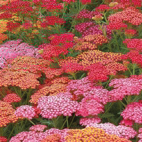 ACHILLEA MILLEFOLIUM MIX seed image