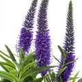 VERBENA X  HYBRIDA BLUE seed image