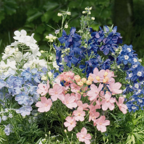 DELPHINIUM GRANDIFLORUM MIX seed image