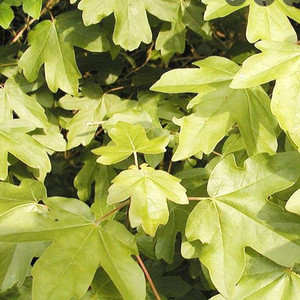 ACER CAMPESTRE (FIELD MAPLE) seed image