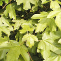 ACER CAMPESTRE (FIELD MAPLE) seed image