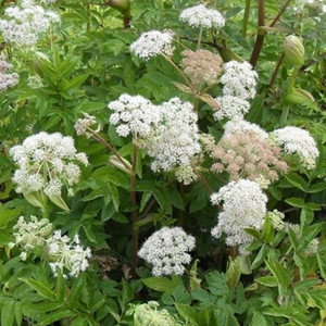 ANGELICA SLYVESTRIS seed image