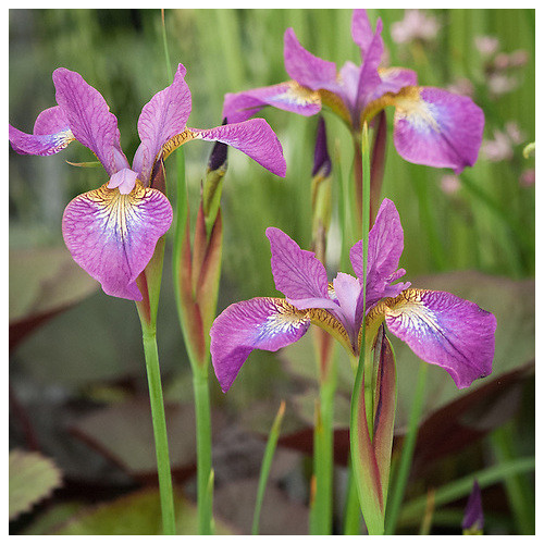 IRIS SIBIRICA SPARKLING ROSE seed image