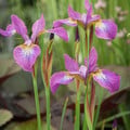 IRIS SIBIRICA SPARKLING ROSE seed image