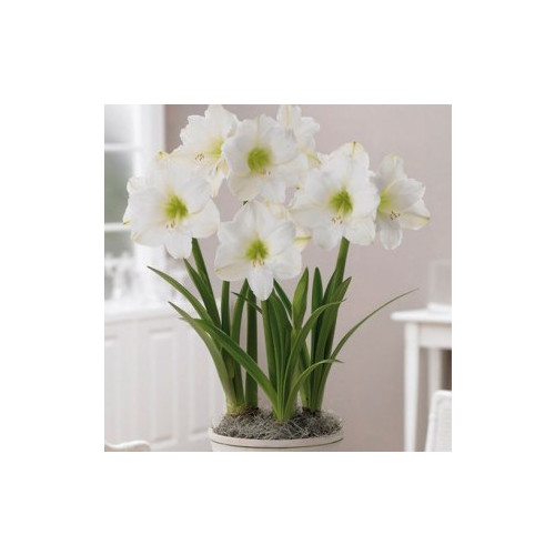 AMARYLLIS SNOWY WHITE seed image