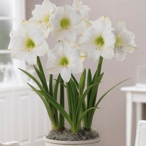 AMARYLLIS SNOWY WHITE seed image