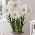 AMARYLLIS SNOWY WHITE seed image