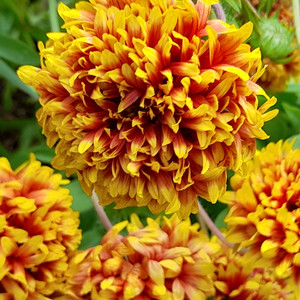 GAILLARDIA PULCHELLA 'SUNDANCE' seed image