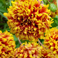 GAILLARDIA PULCHELLA 'SUNDANCE' seed image