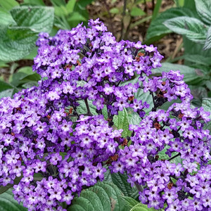HELIOTROPE ARBORESCENS 'MARINE' seed image