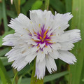 CATANANCHE CAERULEA 'AMOR WHITE' seed image