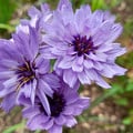 CATANANCHE CAERULEA 'AMOR BLUE' seed image