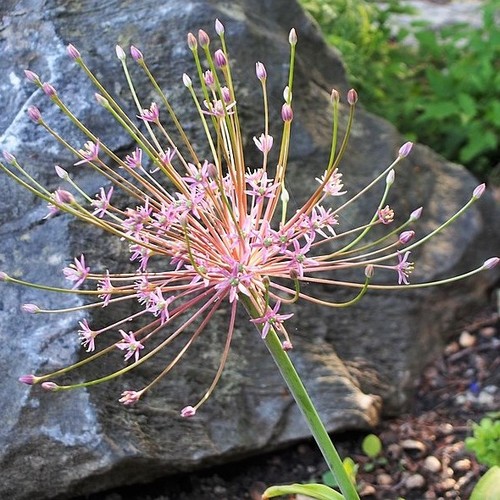 ALLIUM SCHUBERTII seed image