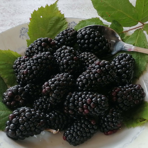 BLACKBERRY EBONY GIANT seed image