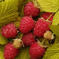 RASPBERRY GOLD LEAF seed image