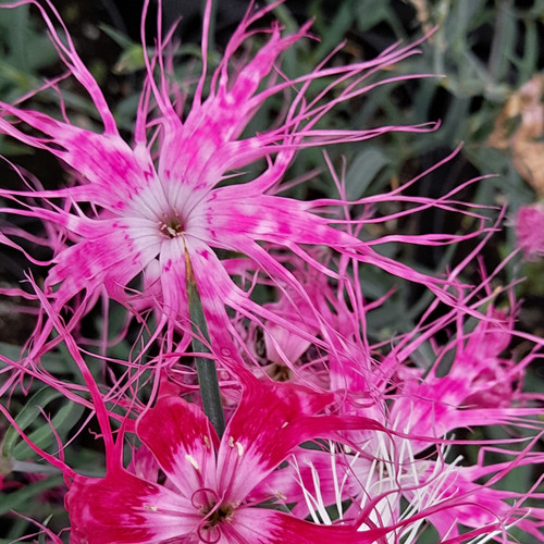 DIANTHUS CHINENSIS DANCING GEISHA seed image