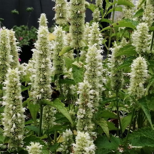 AGASTACHE FOENICULUM 'LIQUORICE WHITE' seed image