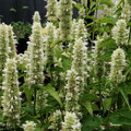 AGASTACHE FOENICULUM 'LIQUORICE WHITE' seed image
