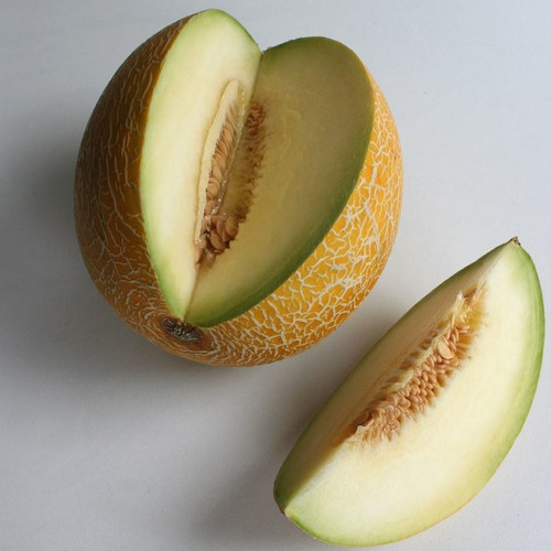 MELON GALIA seed image