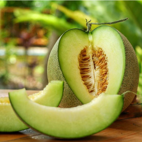 MELON HONEYDEW seed image