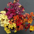 ERYSIMUM AMAZING HYBRIDS seed image