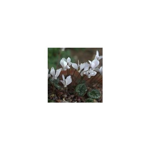 CYCLAMEN INTAMINATUM seed image