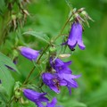 CAMPANULA TRACHELIUM BLUE ENSIGN MIX seed image