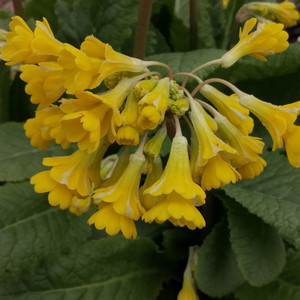PRIMULA VERIS 'HOSE-IN-HOSE' RAY'S BEST seed image