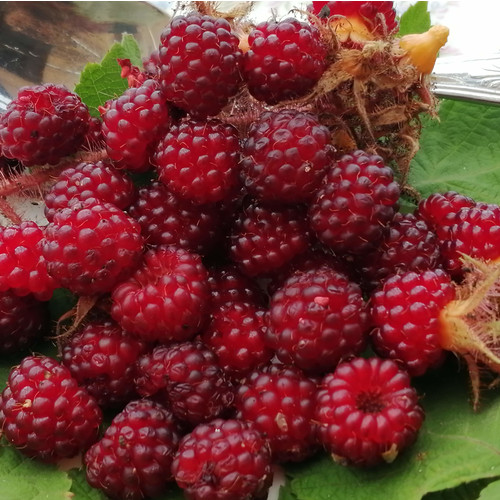 JAPANESE WINEBERRY seed image
