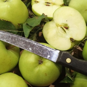 APPLE GOLDEN DELICIOUS seed image