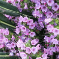 ECHIUM PINK PILLARS seed image