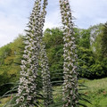 ECHIUM WHITE PILLARS seed image