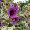 LAVATERA ARBOREA VARIEGATA seed image