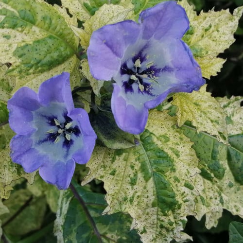 NICANDRA PHYSALODES 'SPLASH OF CREAM' seed image