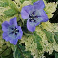 NICANDRA PHYSALODES 'SPLASH OF CREAM' seed image