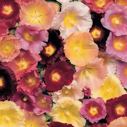 ALCEA FICIFOLIA 'COTTAGE MIXED' seed image