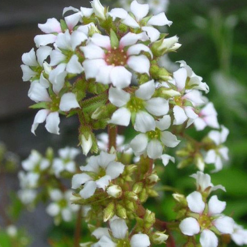BOYKINIA JAMESII ALBA seed image