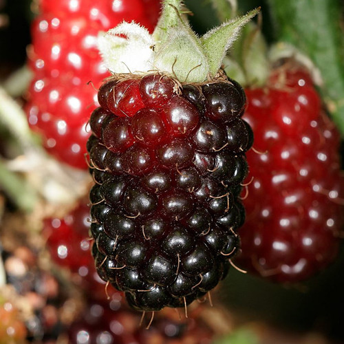 BOYSENBERRY seed image